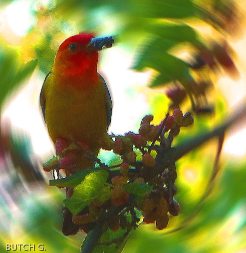 WEstern Tanager
